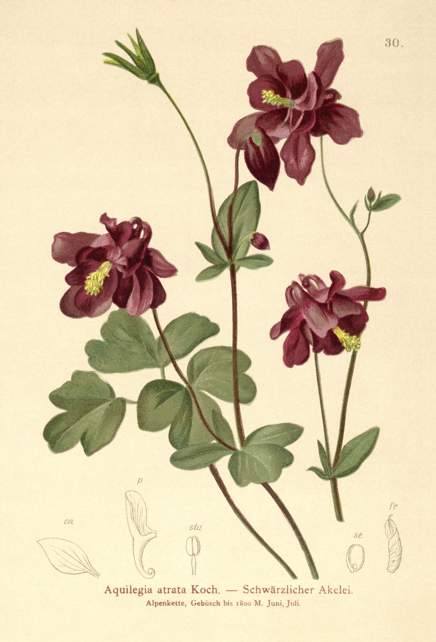 Dark Columbine (Aquilegia atrata) by German School