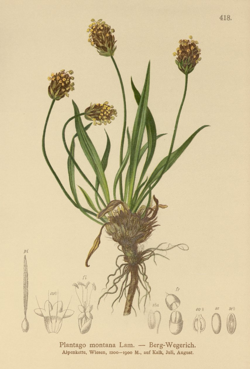 Karanlık Muz (Plantago atrata, Plantago montana) by German School