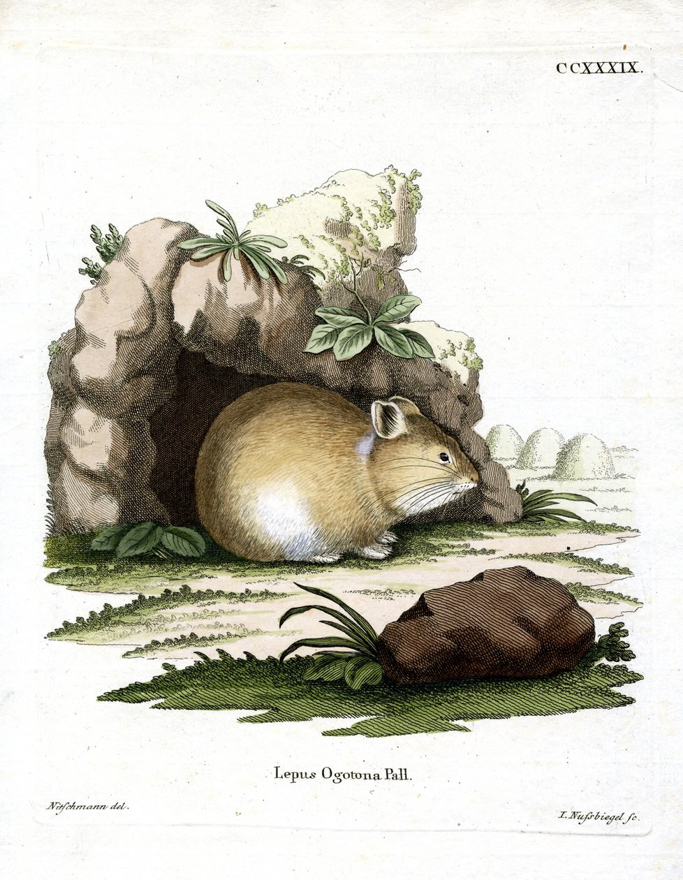 Daurian Pika (renkli gravür) by German School