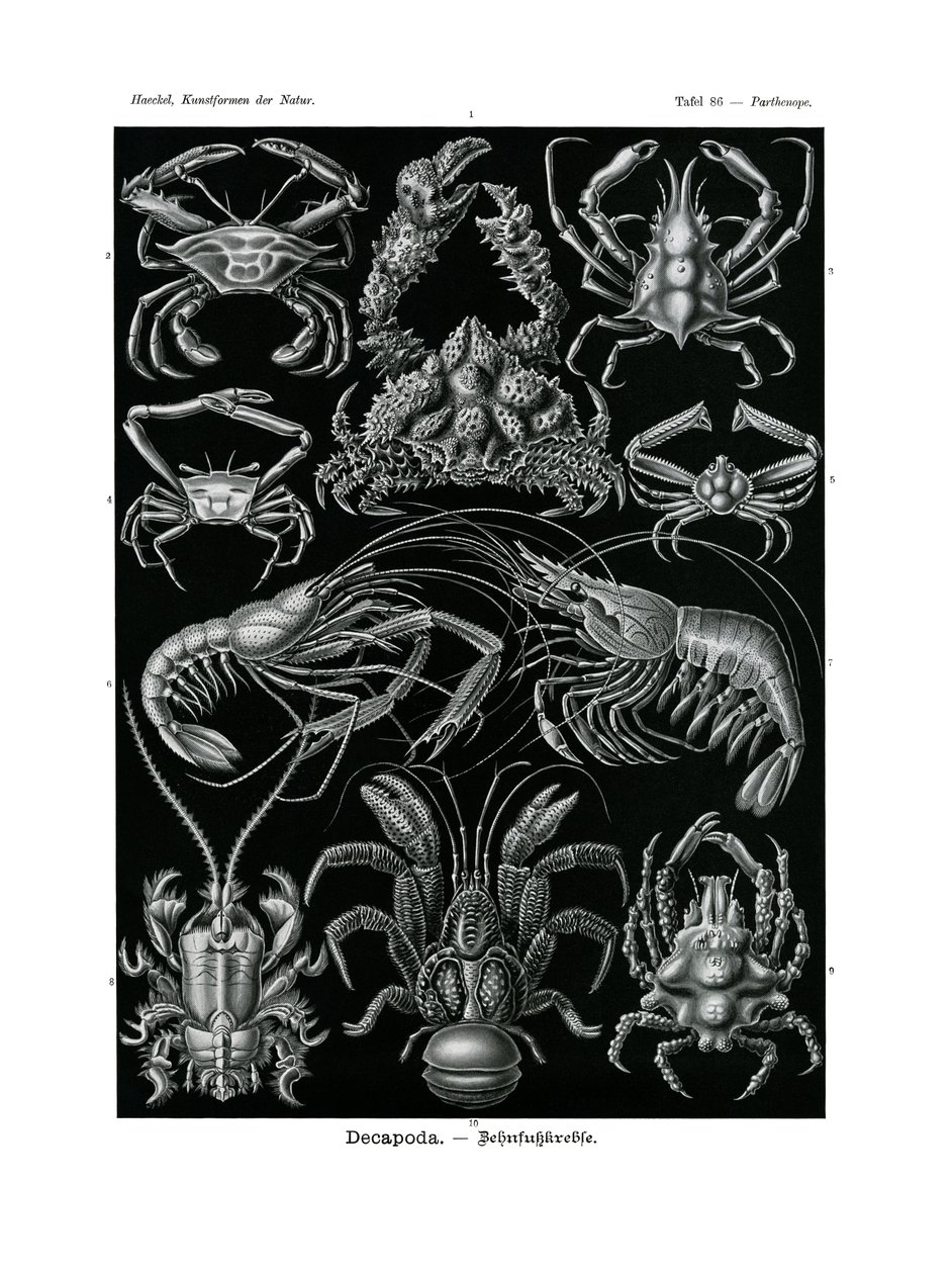 Decapoda, 1899-1904 by German School