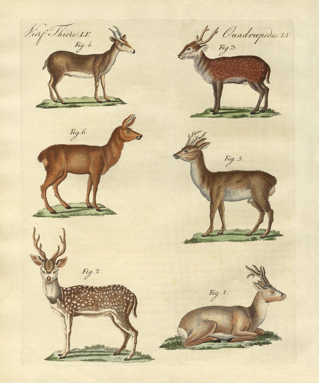 Geyikler ve geyikler by German School