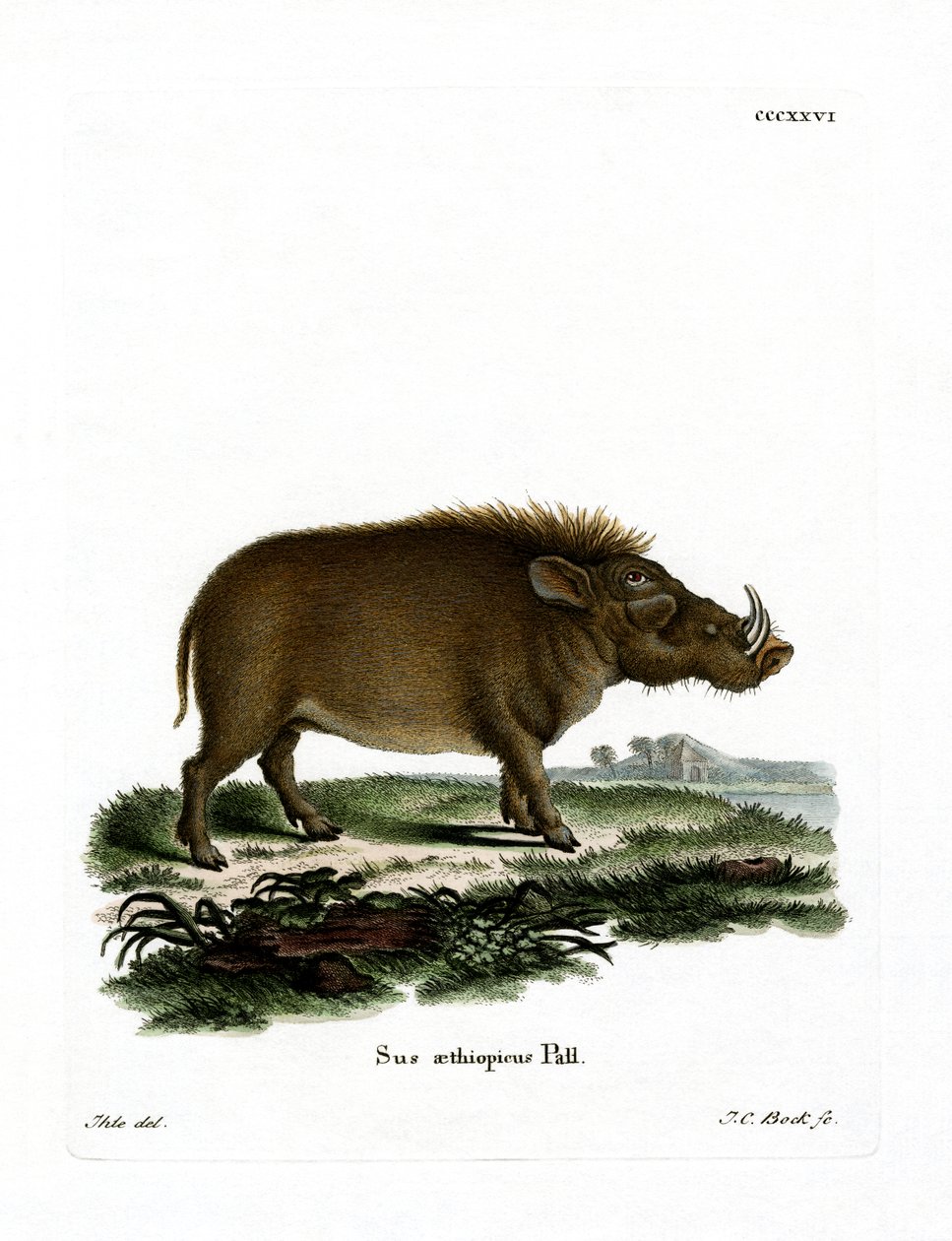 Desert Warthog (renkli gravür) by German School