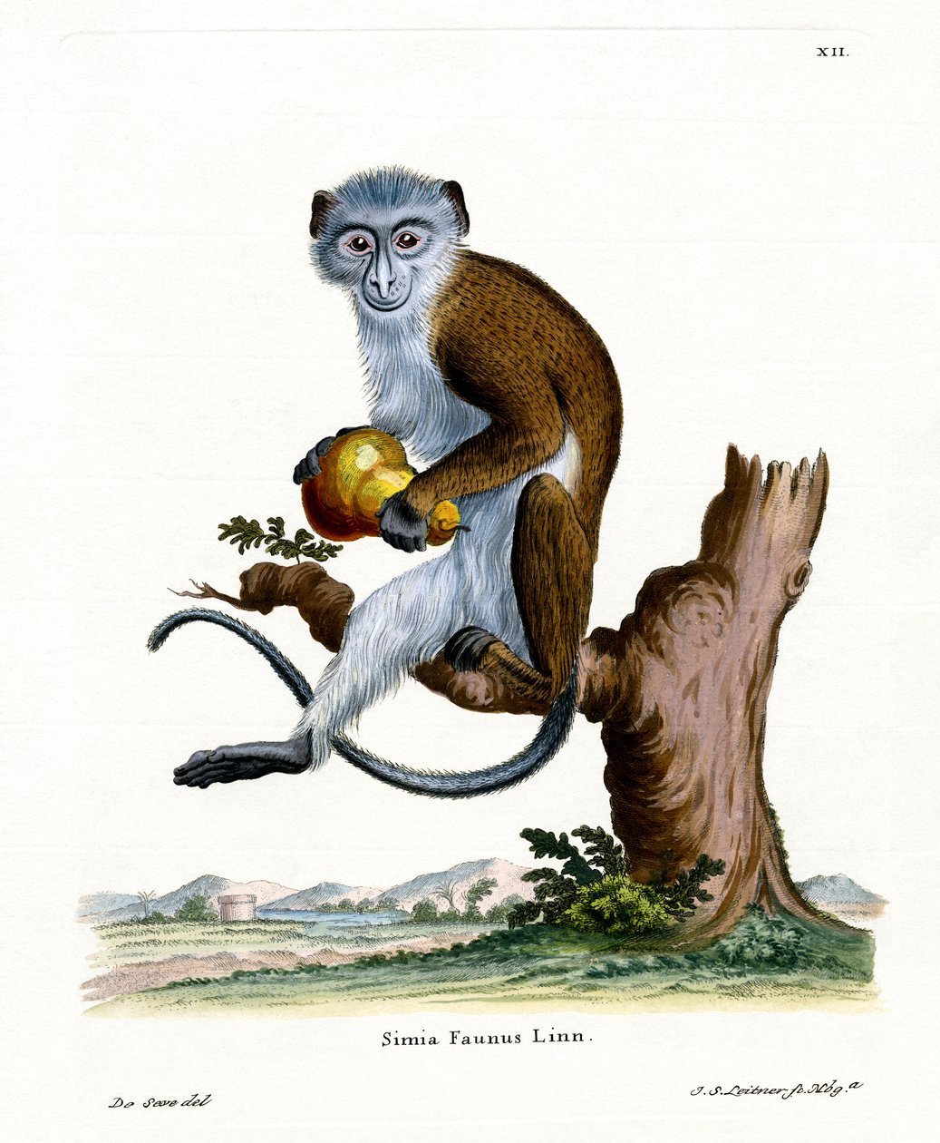 Diana Monkey (renkli gravür) by German School
