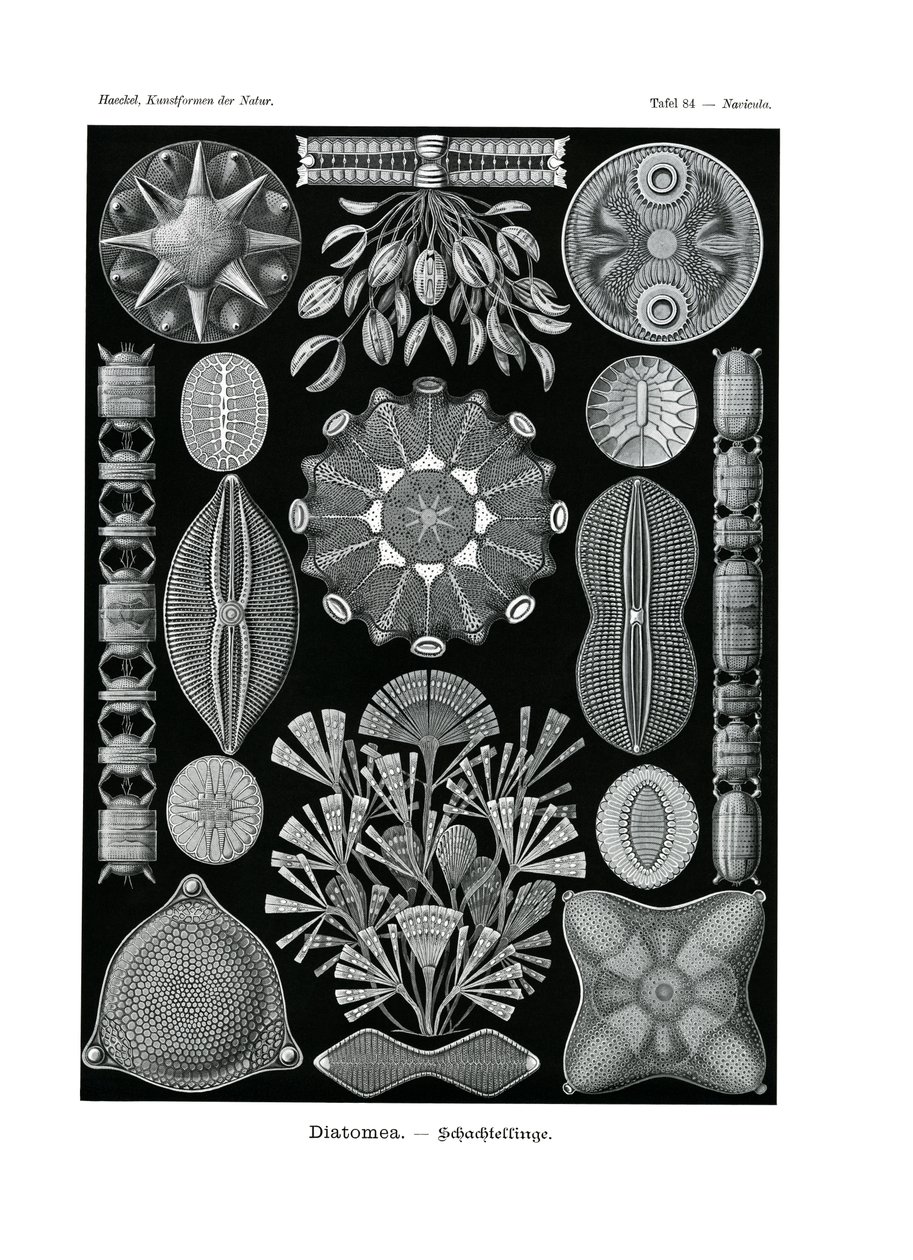 Diatomea, 1899-1904 by German School