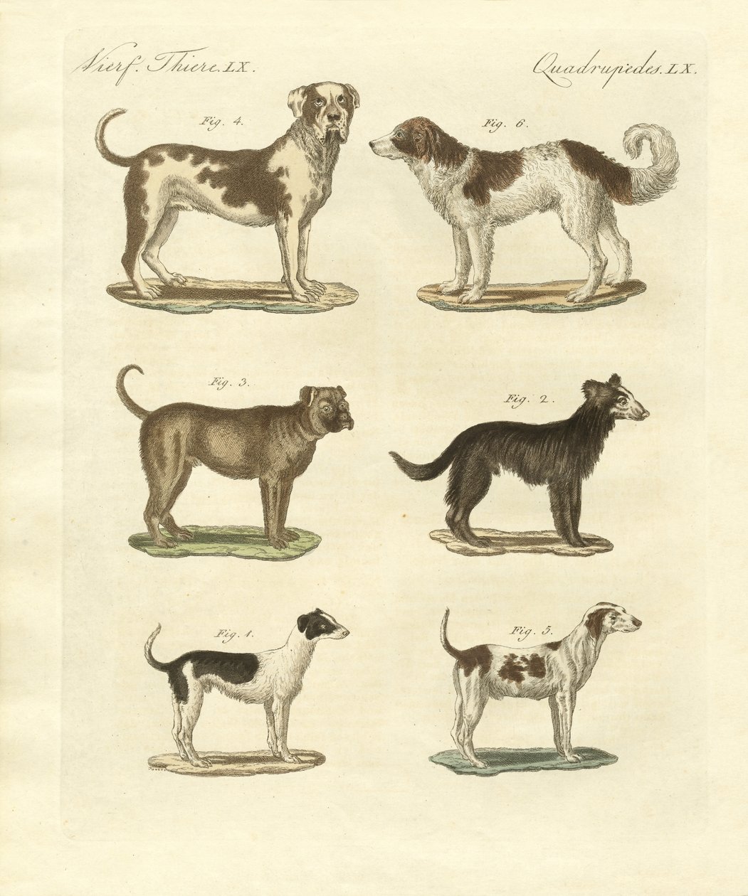 Farklı köpek türleri by German School