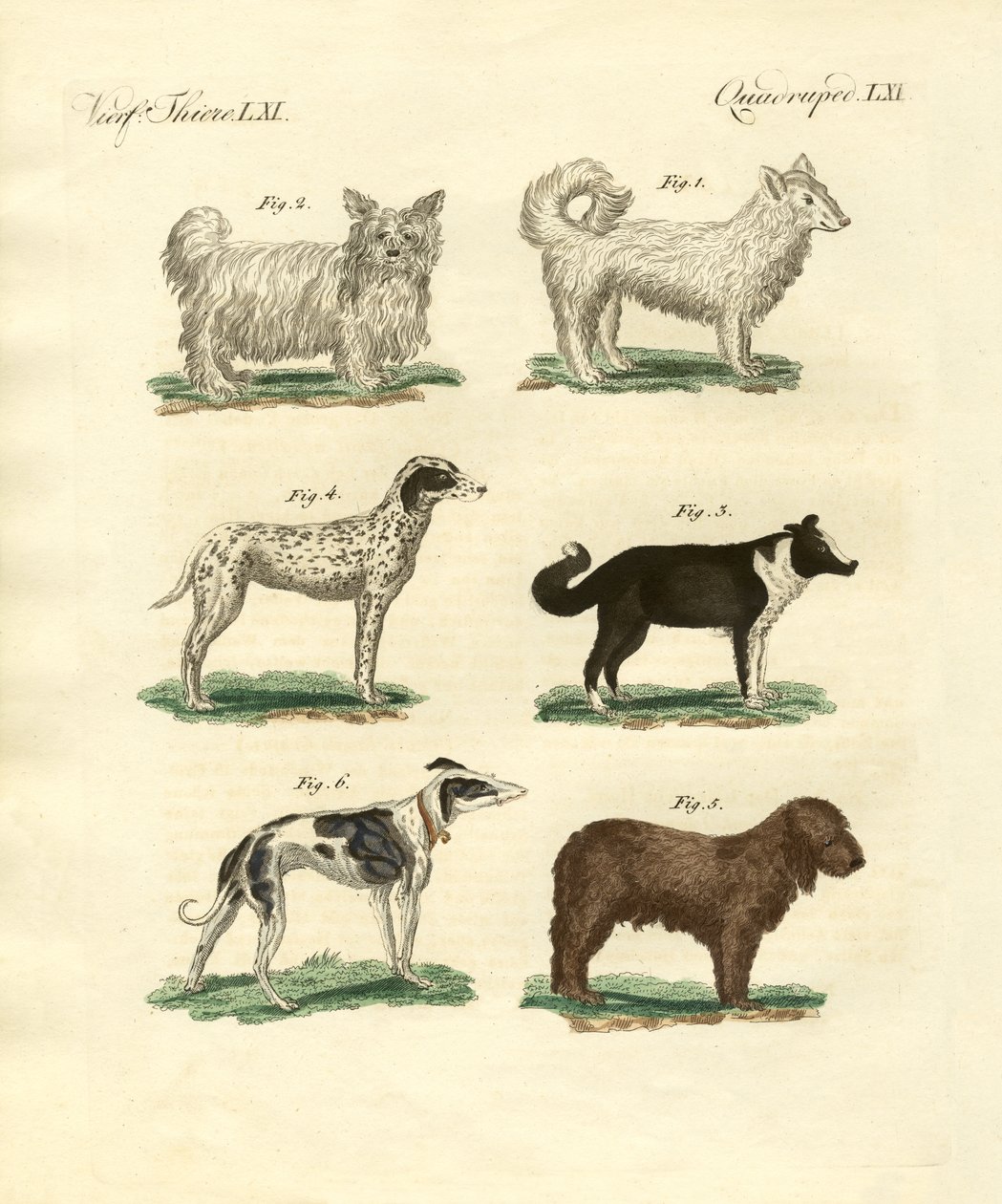 Farklı köpek türleri by German School