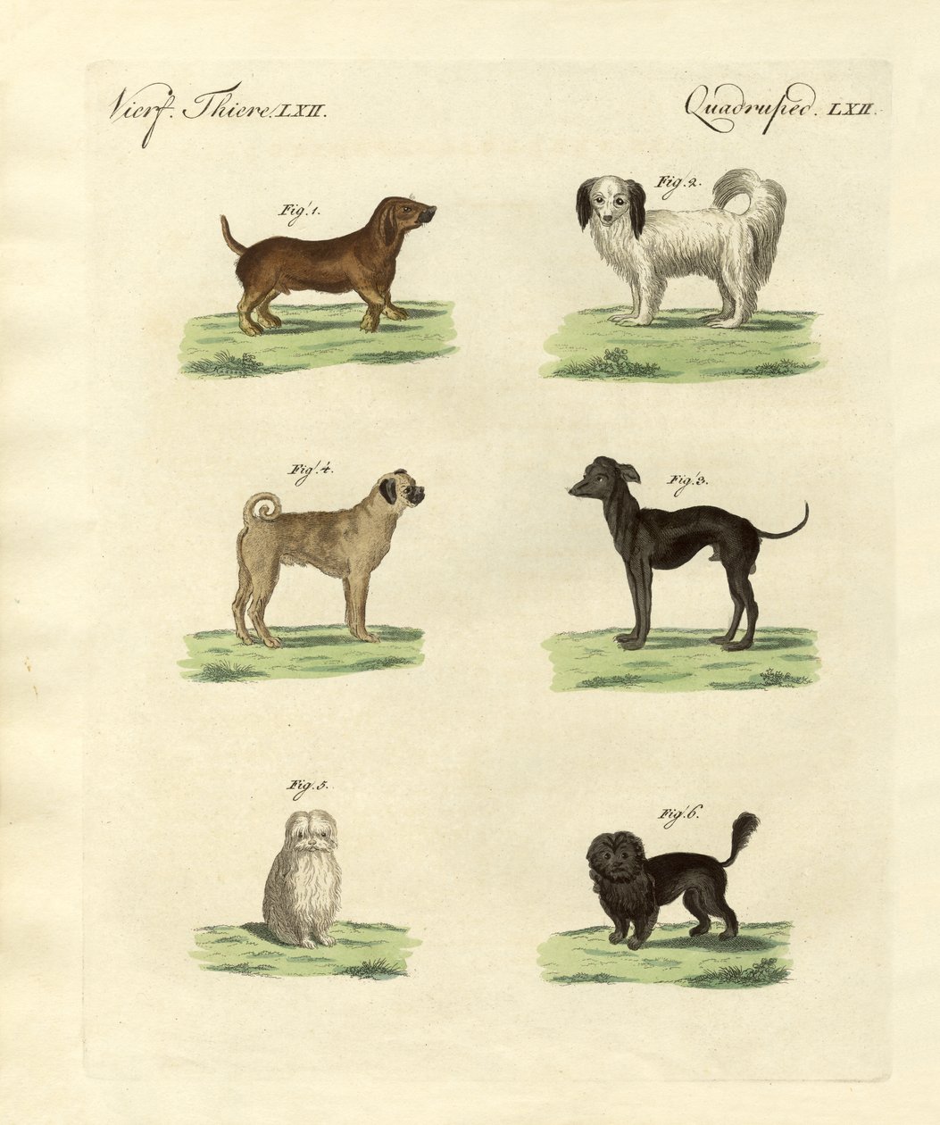 Farklı köpek türleri by German School