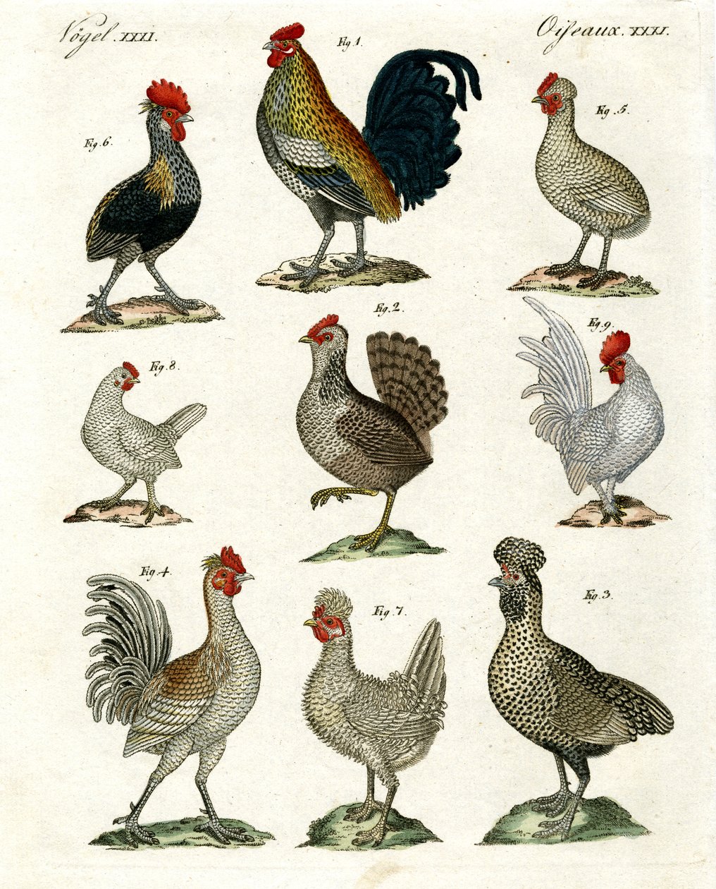 Farklı tavuk türleri by German School
