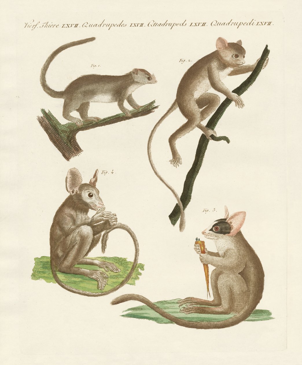 Farklı lemur türleri by German School