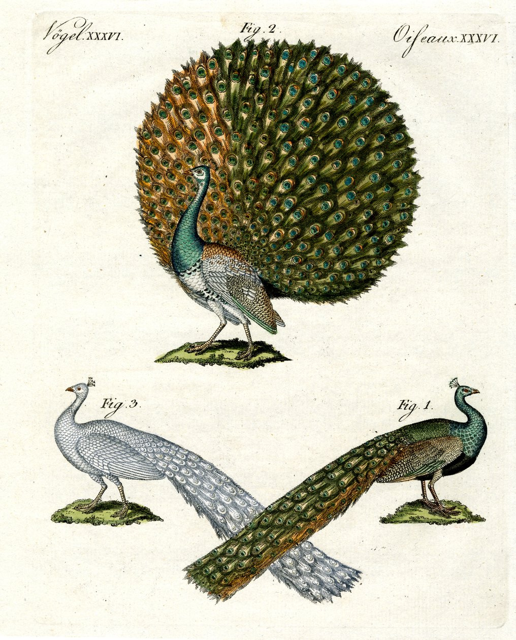 Tavus kuşu çeşitleri by German School