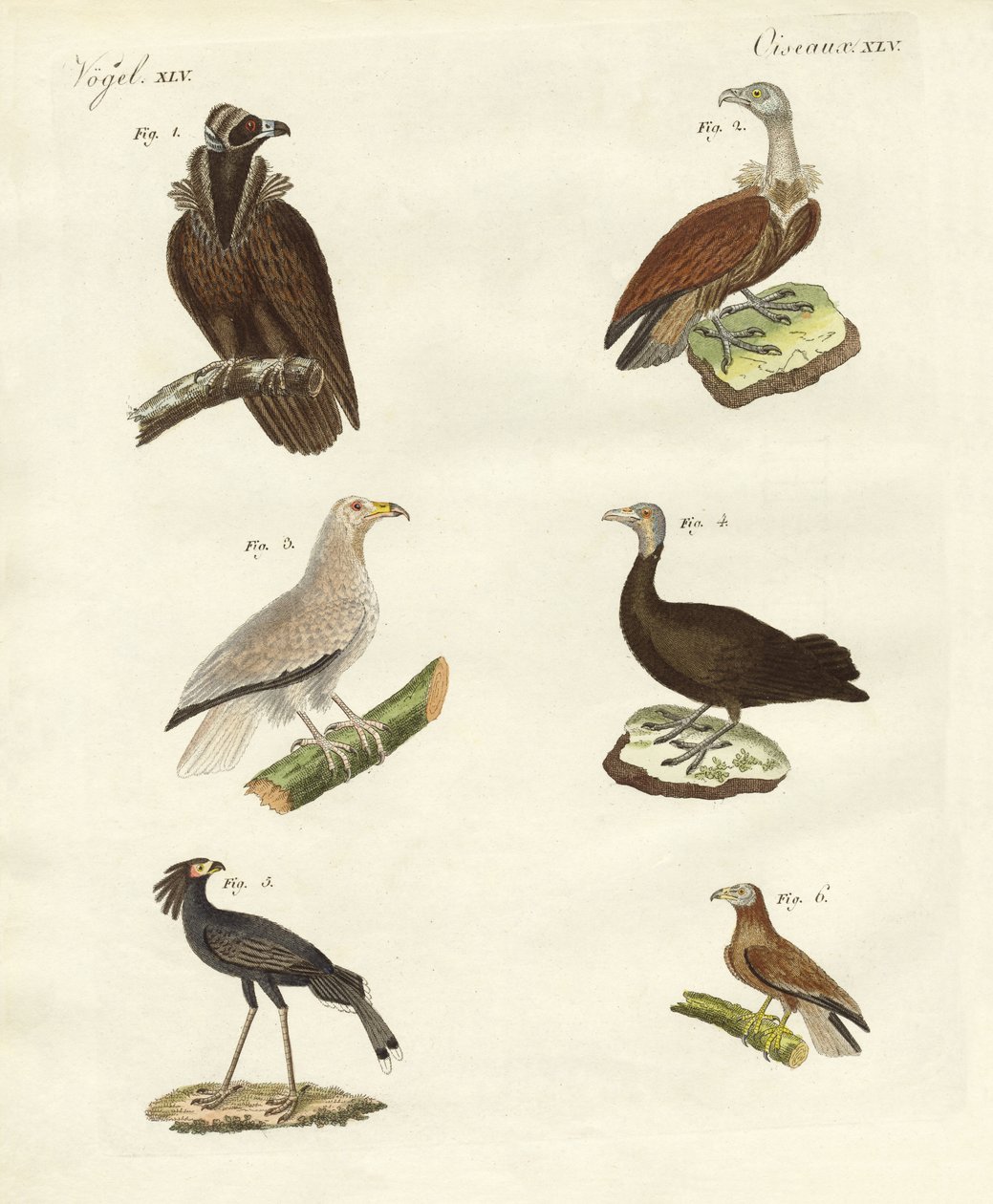 Farklı raptor türleri by German School