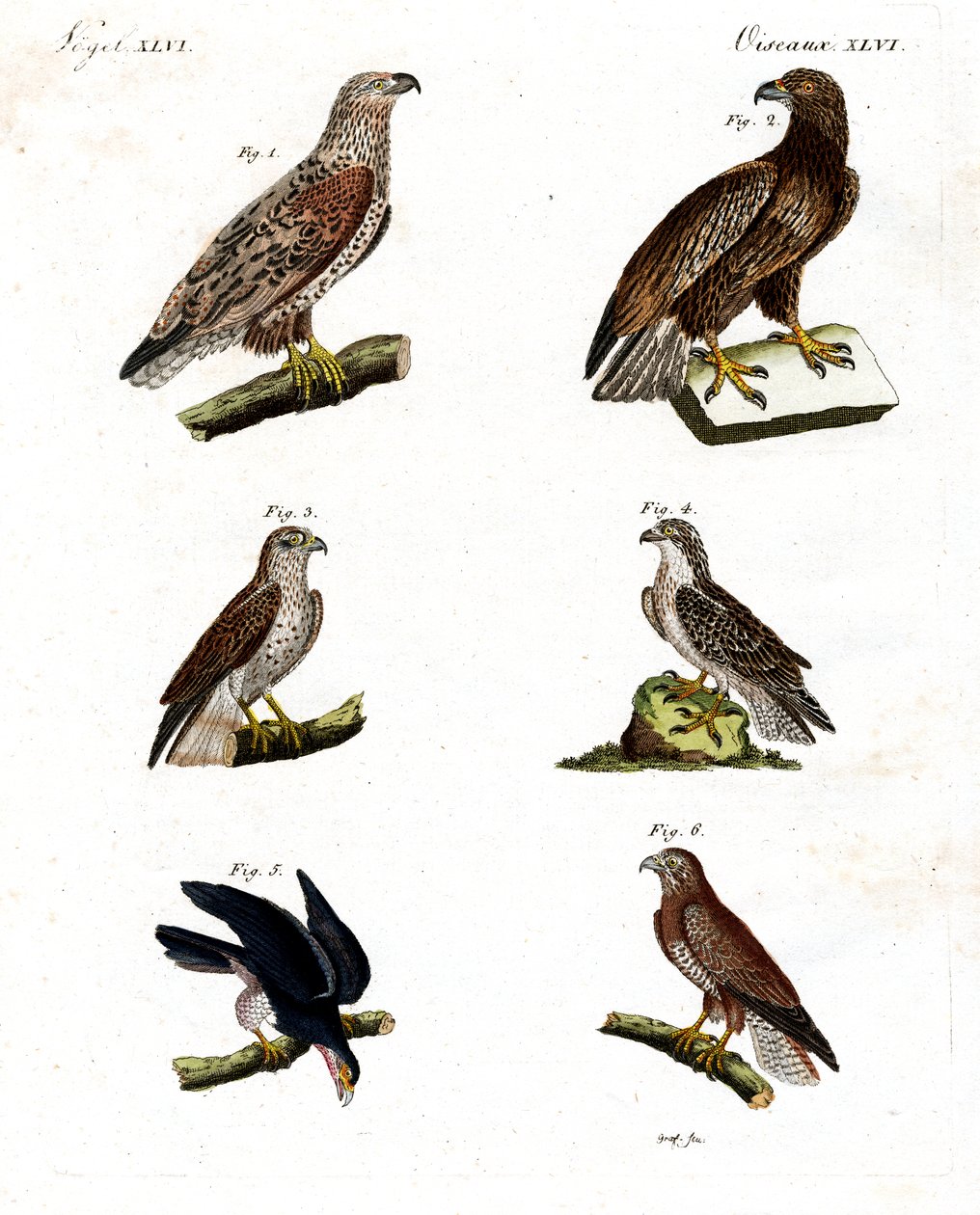 Farklı raptor türleri by German School