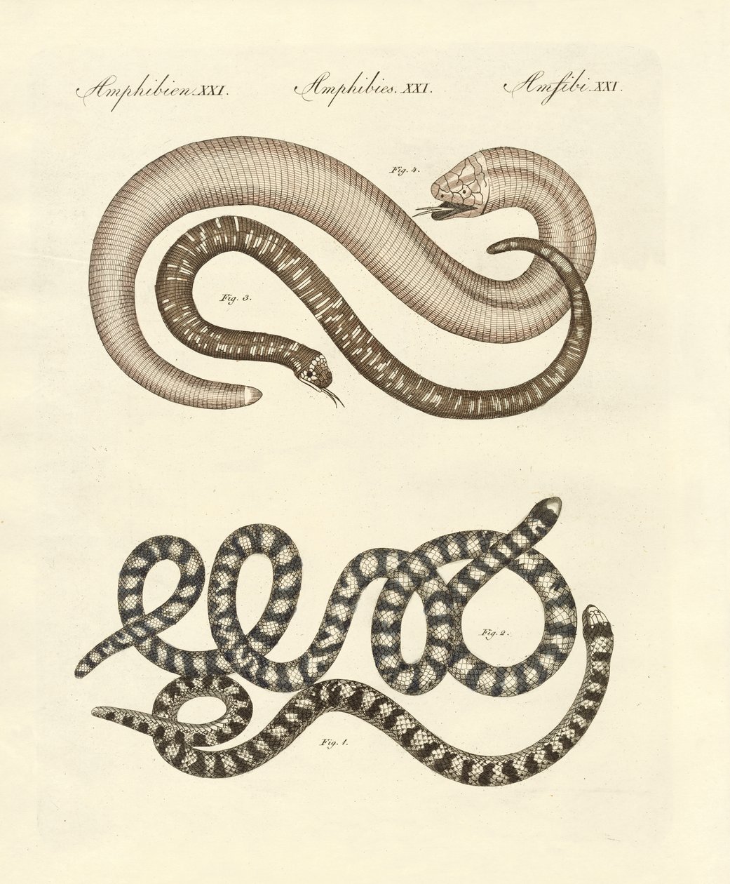 Farklı yılan türleri (renkli gravür) by German School
