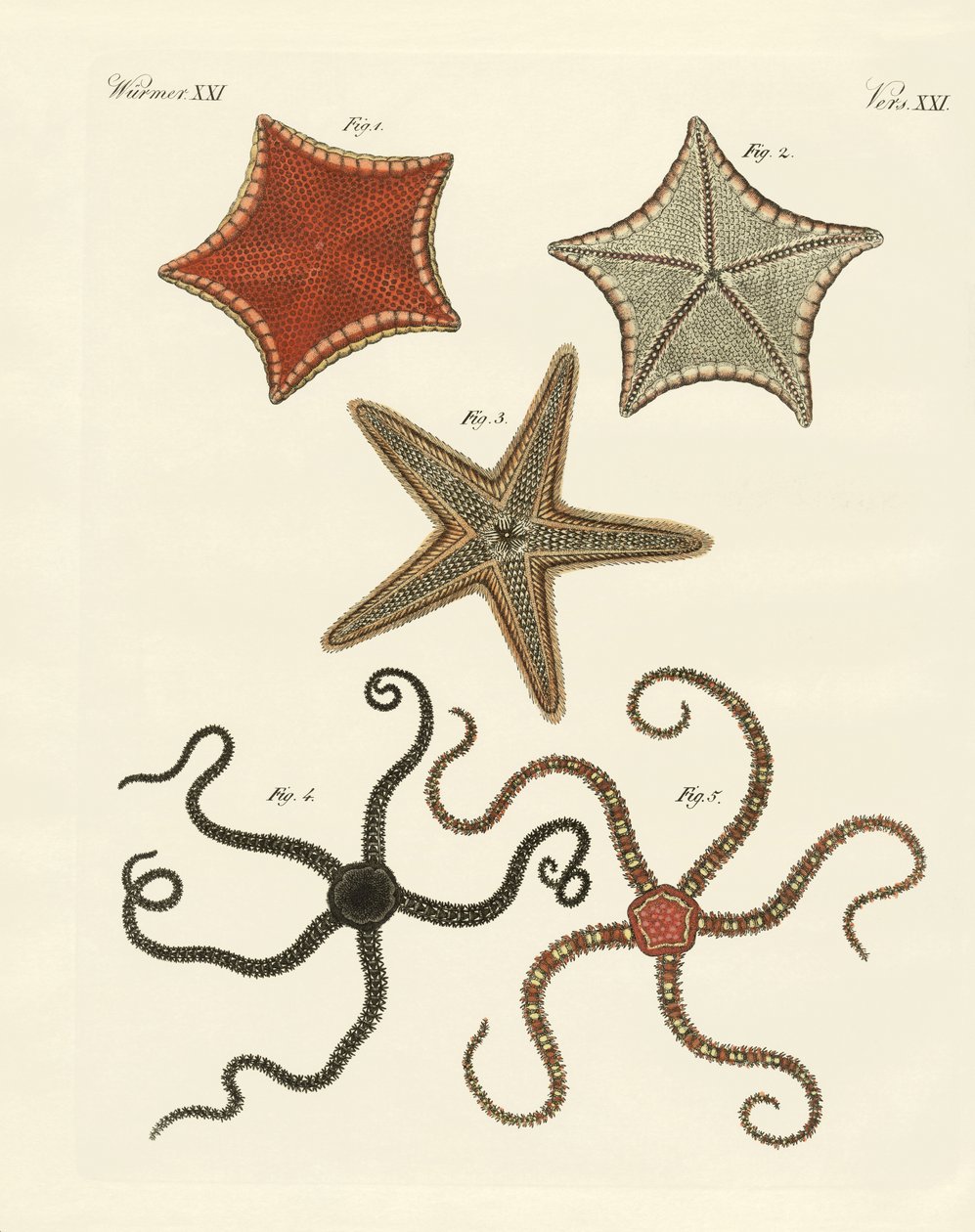 Deniz yıldızı çeşitleri by German School