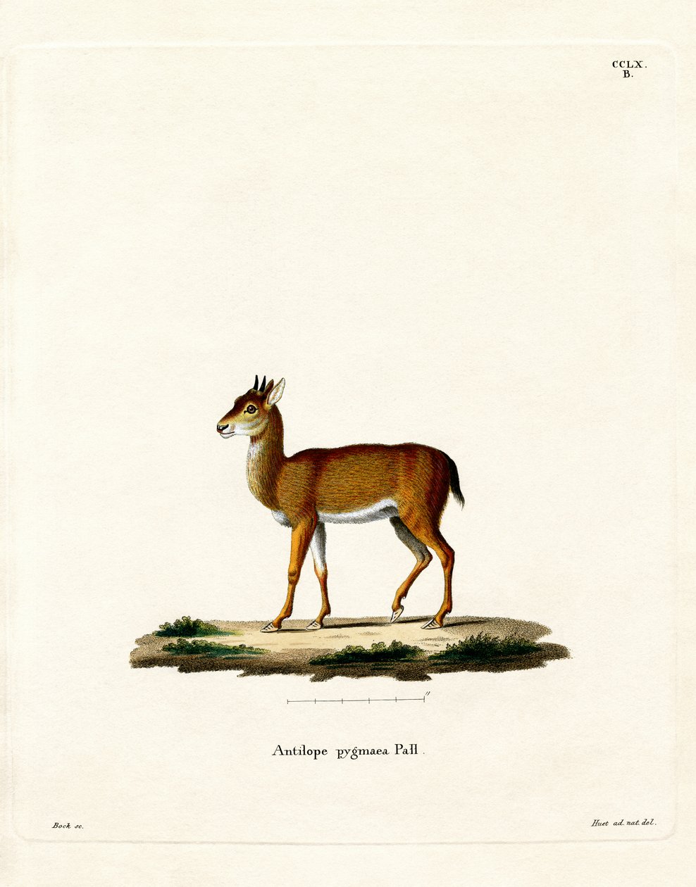 Dik-dik (renkli gravür) by German School