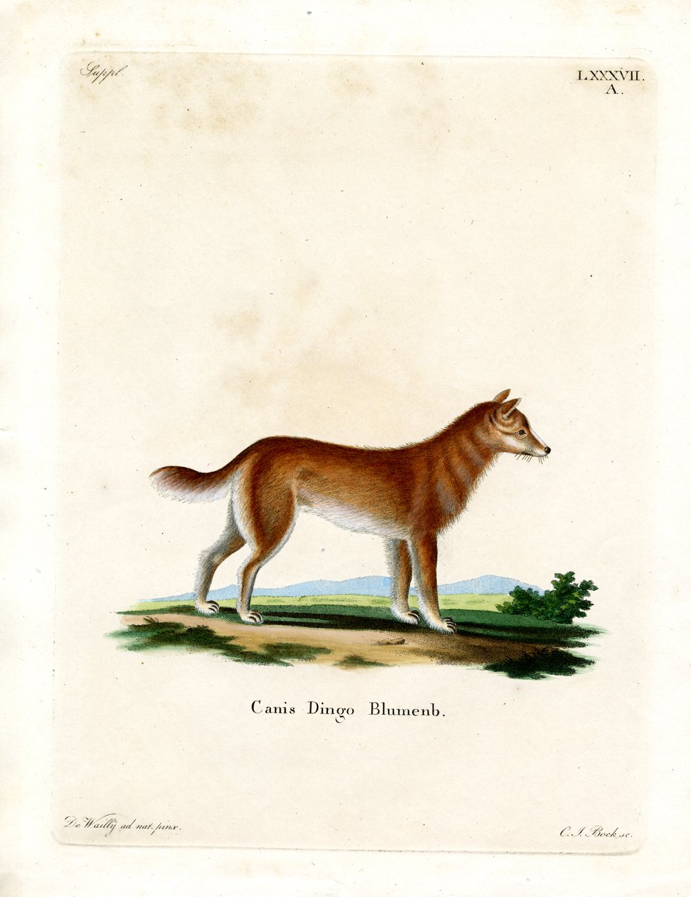 Dingo (renkli gravür) by German School