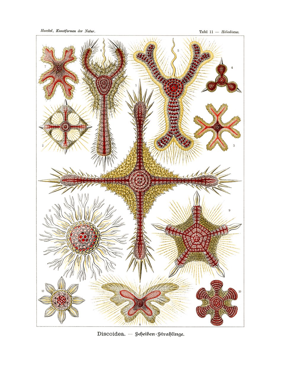 Diskoidea, 1899-1904 by German School