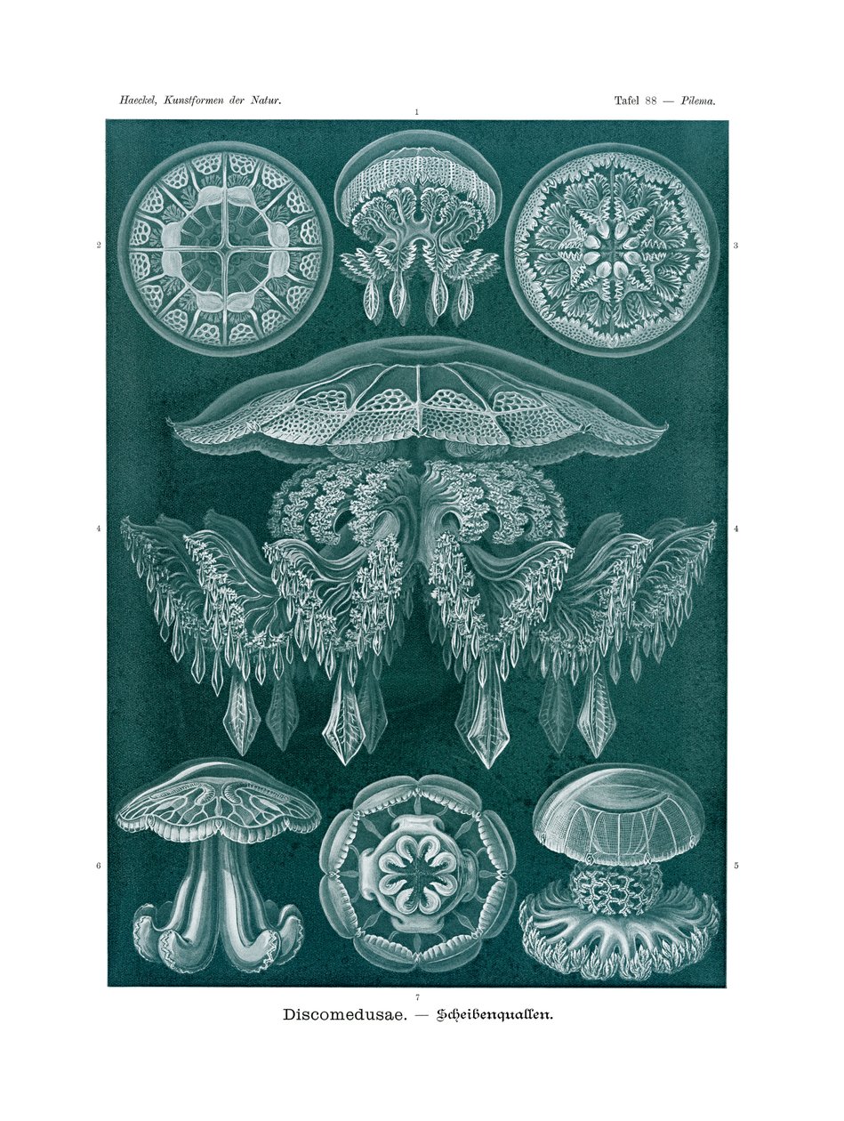 Discomedusae, 1899-1904 by German School