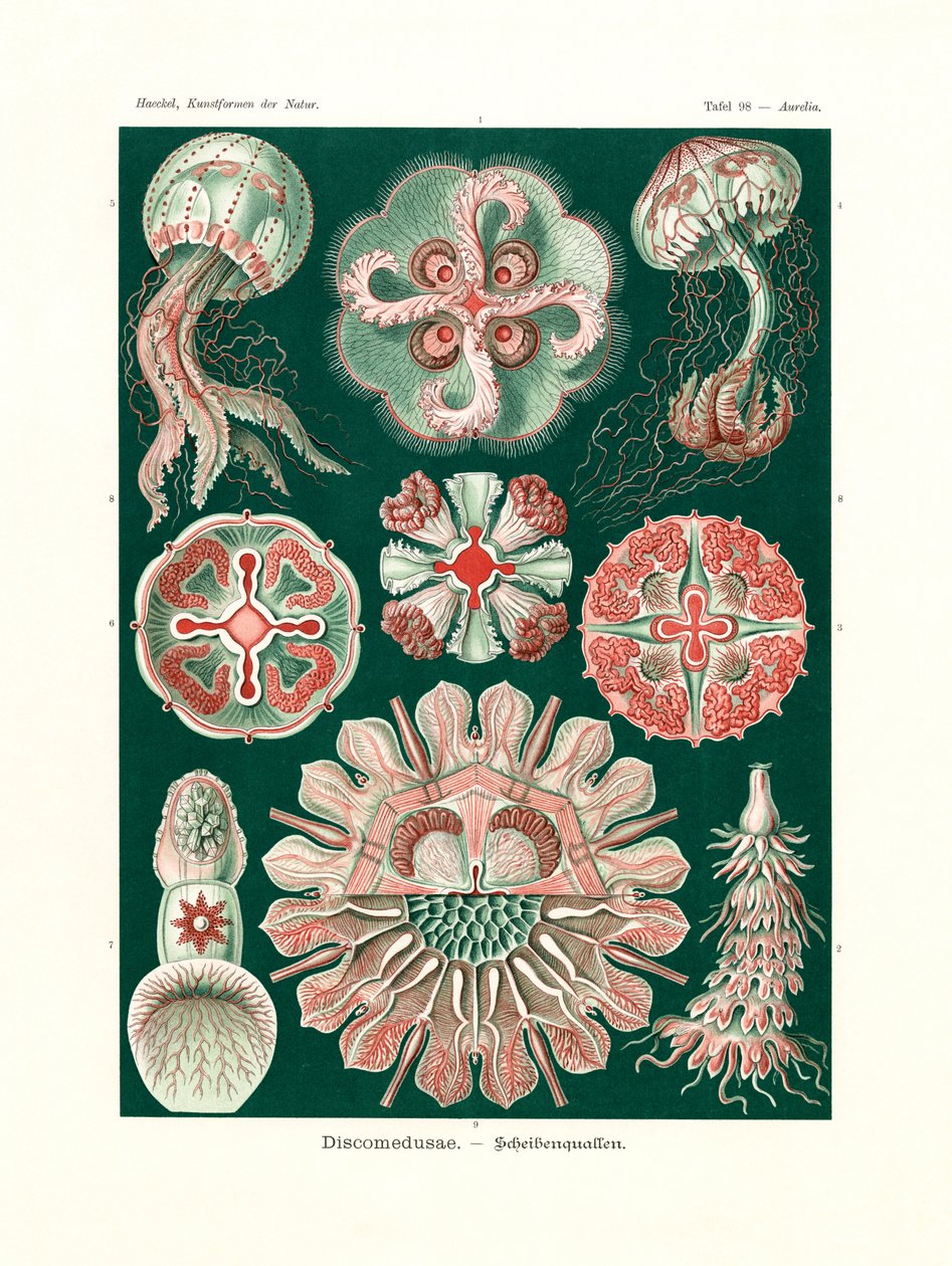 Discomedusae, 1899-1904 by German School