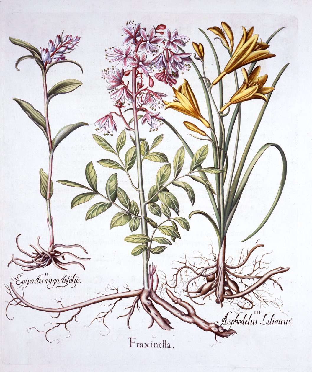 Dittany, White Helleborine ve Yellow Day Lily, Hortus Eystettensis'ten, Basil Besler (1561-1629), pub. 1613 (el renkli gravür) by German School