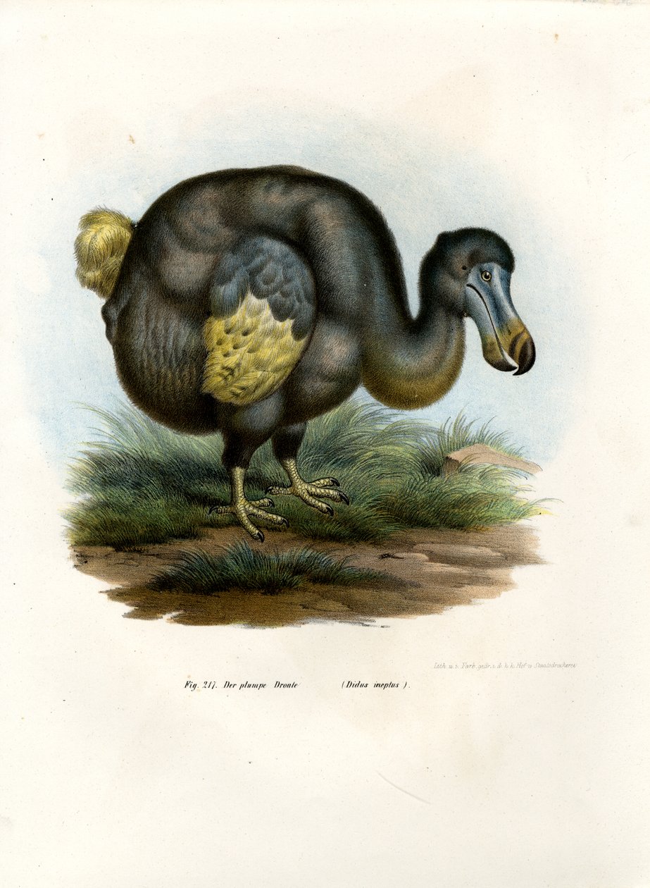 Dodo, 1864 by German School
