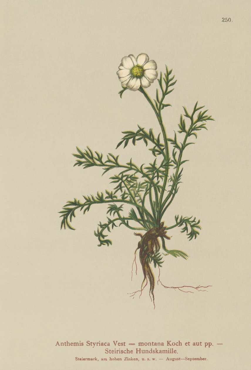 Köpek-rezene (Anthemis Styriaca, Anthemis montana) by German School