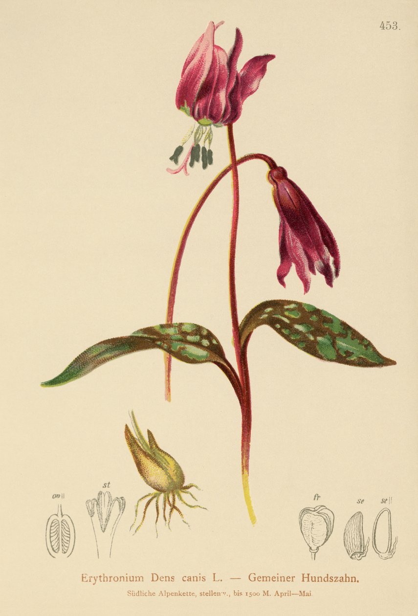Köpek Dişi Menekşe (Erythronium Dens canis, Erythronium caninum) by German School