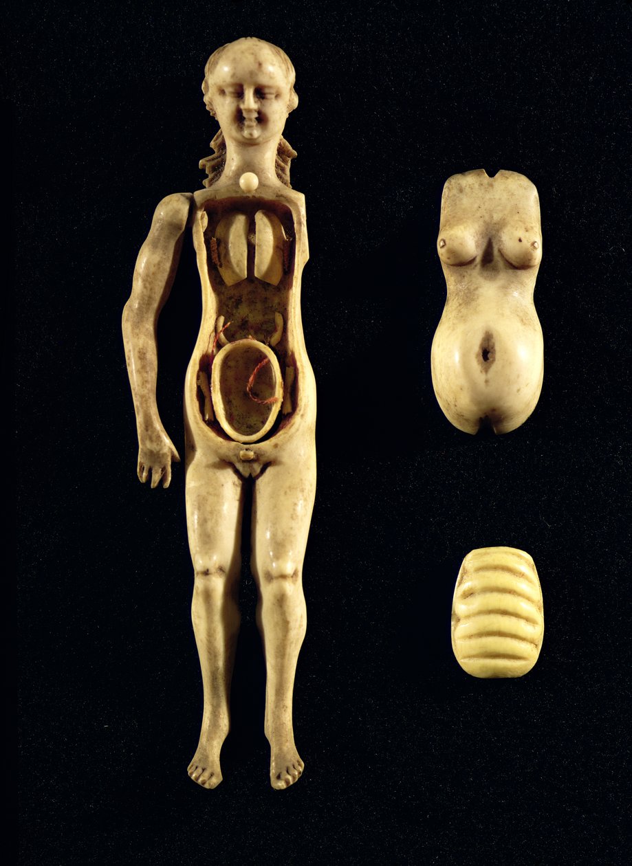 İnsan vücudunun anatomisini gösteren oyuncak bebek by German School