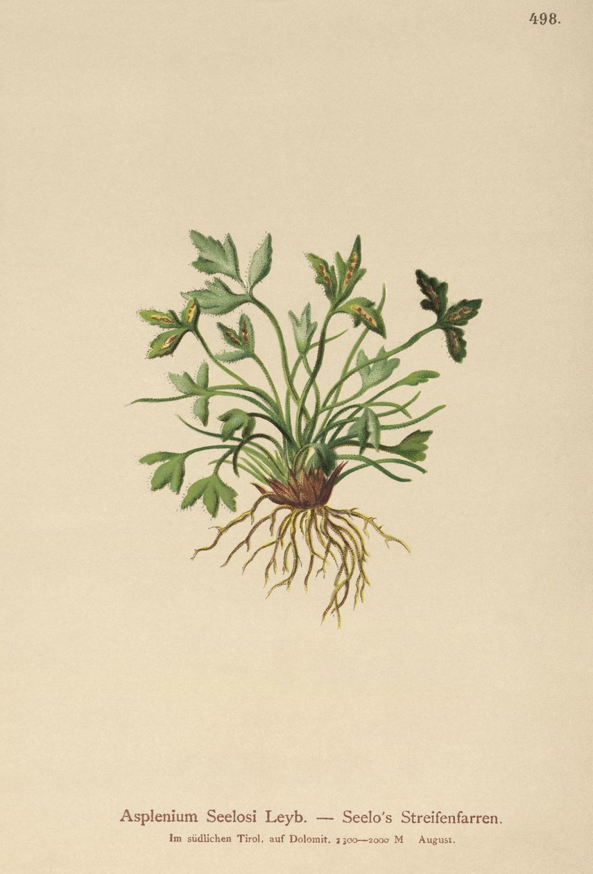Dolomit Dalak (Asplenium Seelosii) by German School
