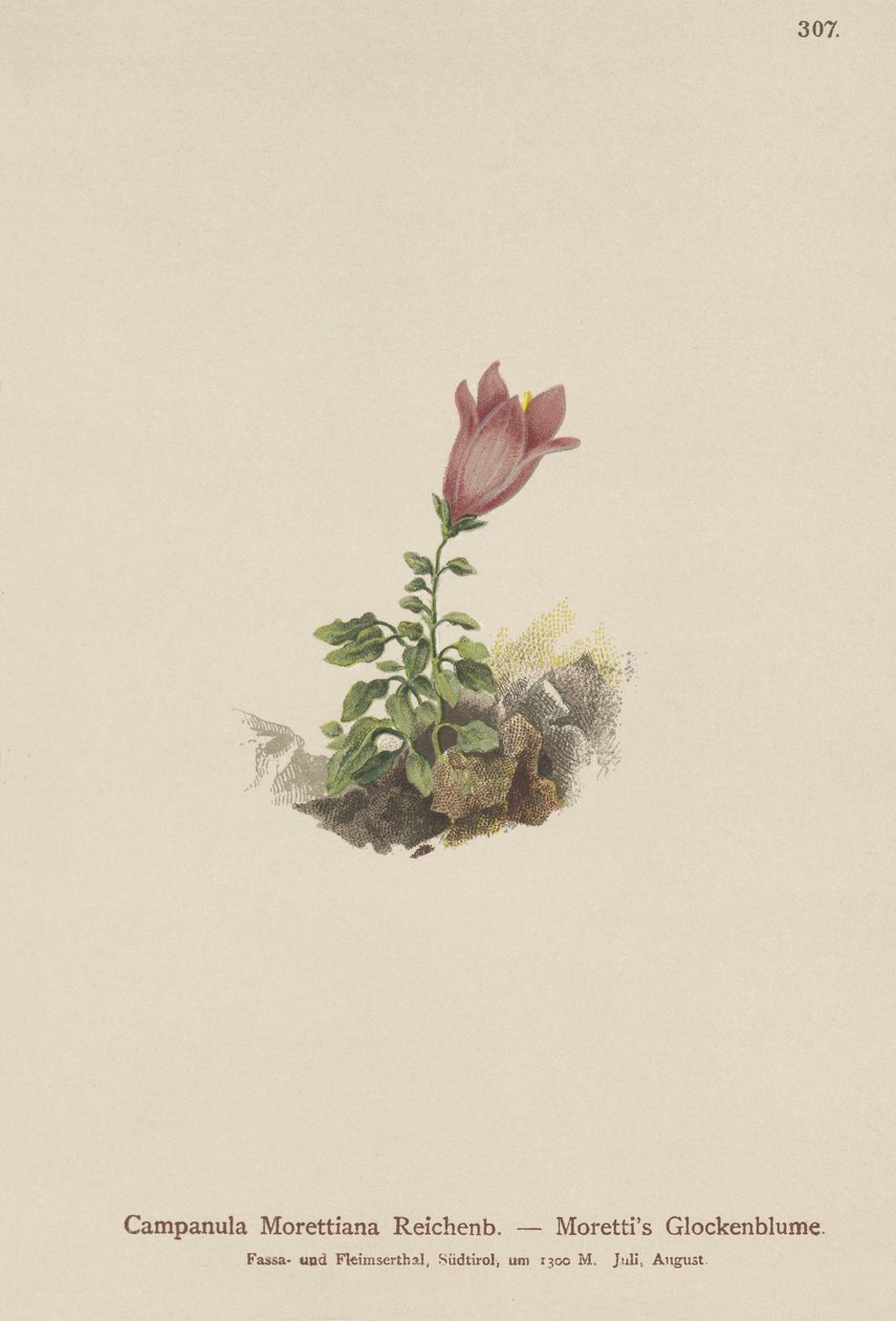Dolomit çan çiçeği (Campanula Morettiana) by German School