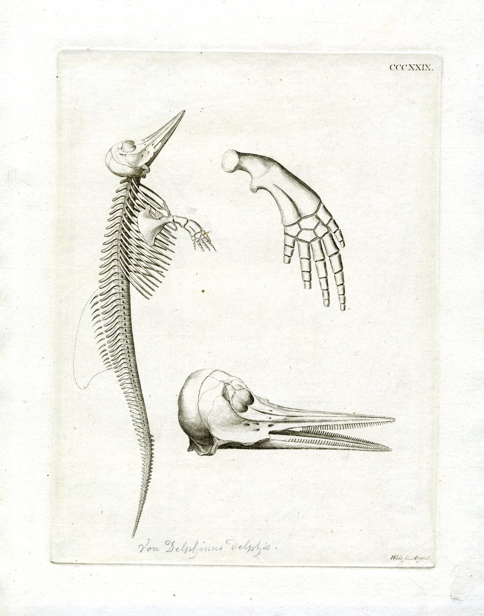 Yunus İskeleti (renkli gravür) by German School