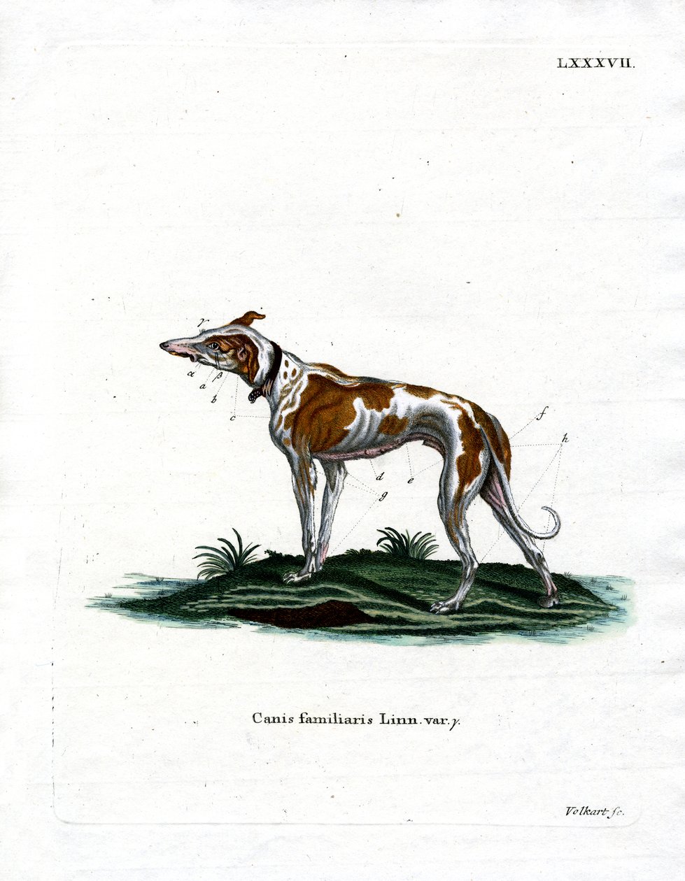Yerli Köpek (renkli gravür) by German School