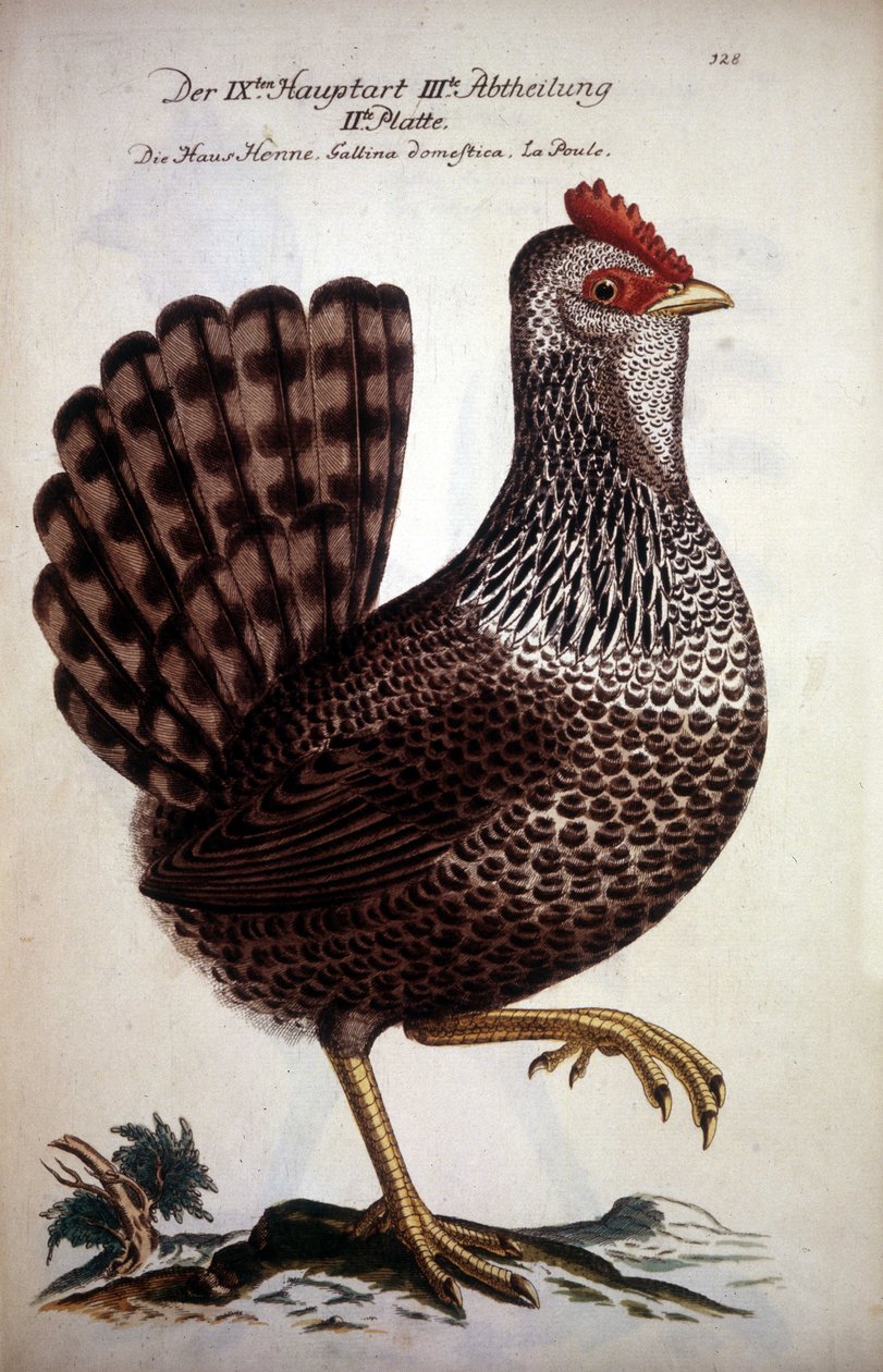 Yerli tavuk - 18. yüzyılın Alman tezi. by German School