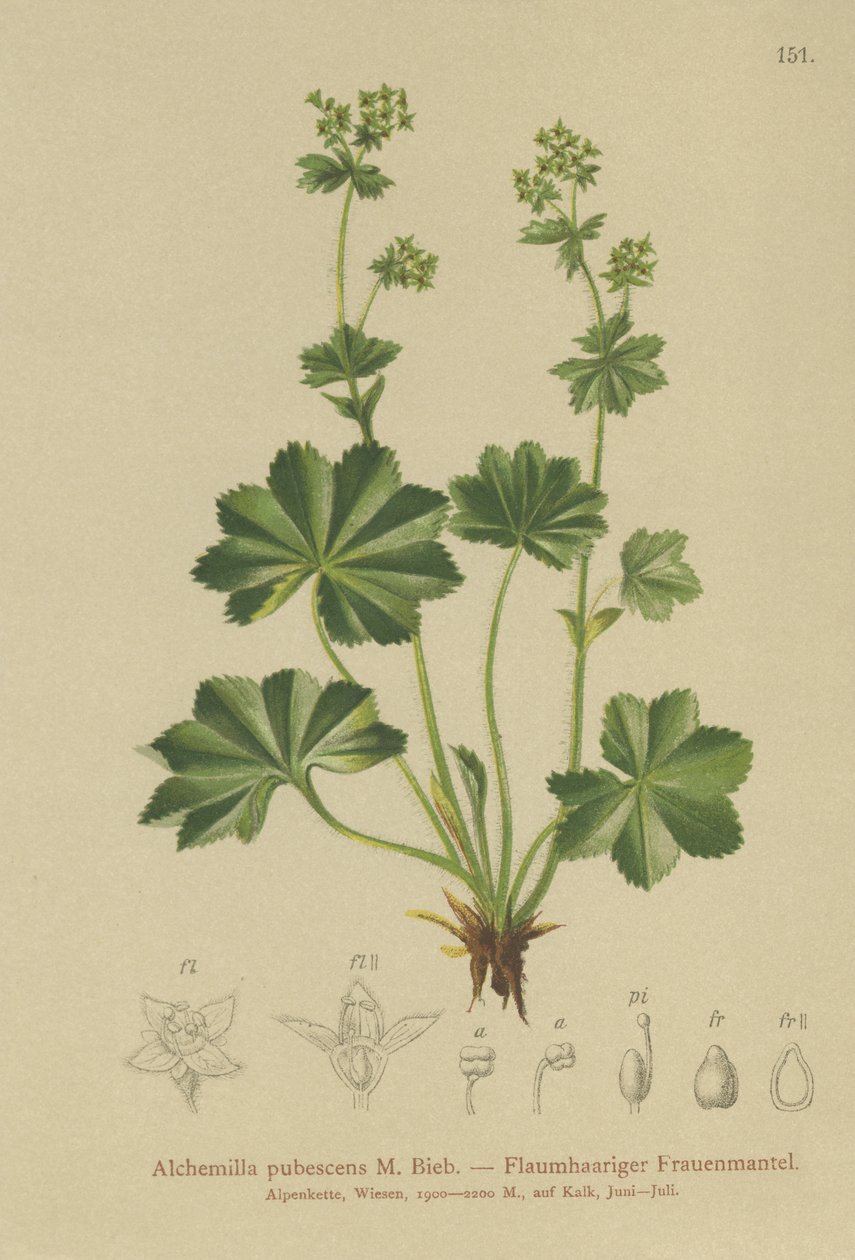 Downy Ladys Manto (Alchemilla pubescens, Alchemilla glaucescens, ) by German School