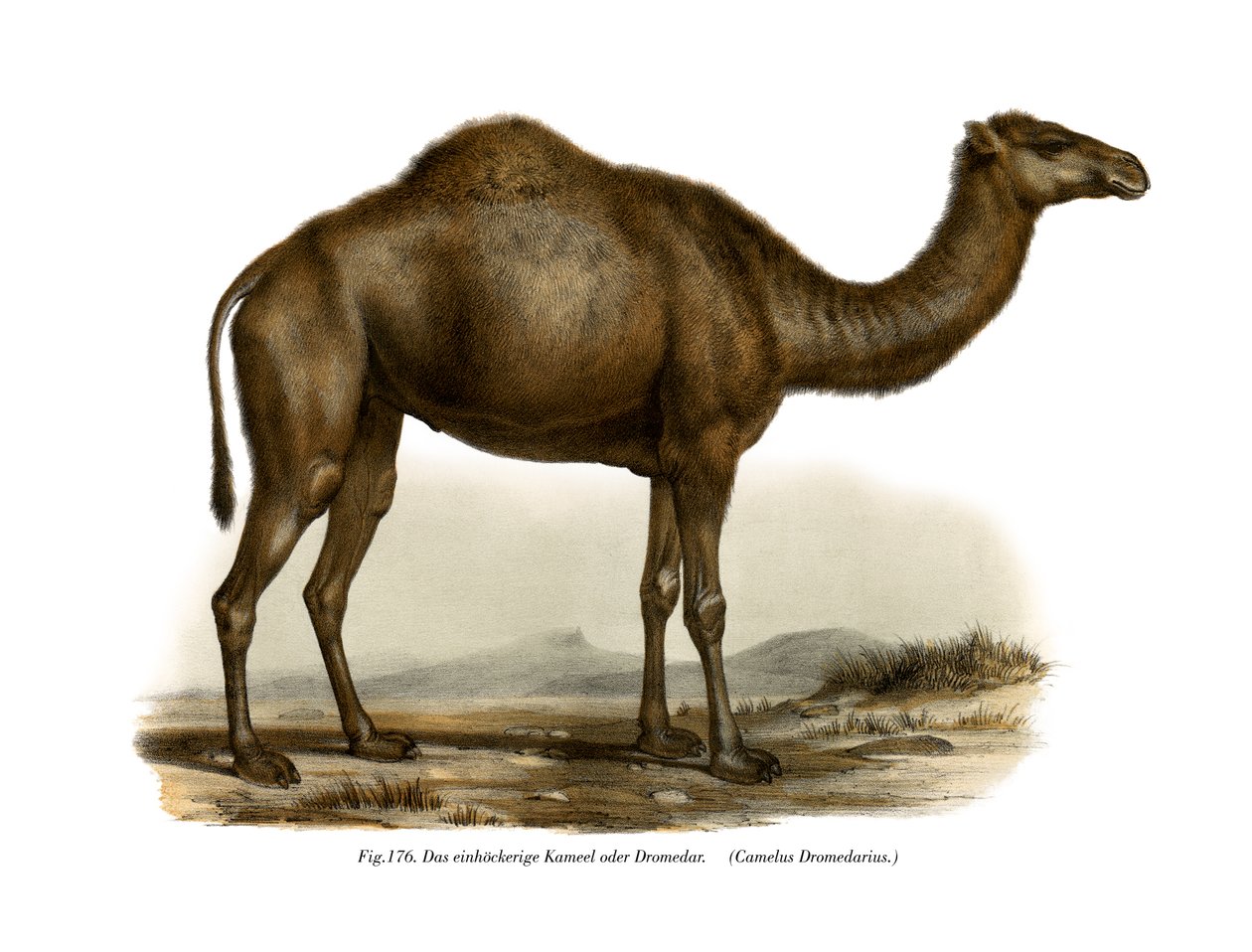 Dromedary, 1860 by German School