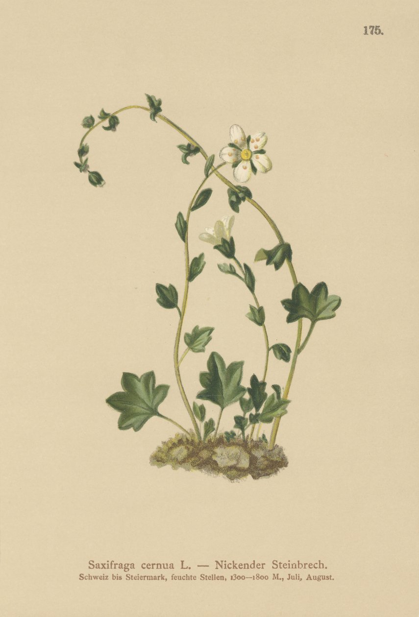 Sarkık Saxifrage (Saxifraga cernua) (renkli taş) by German School