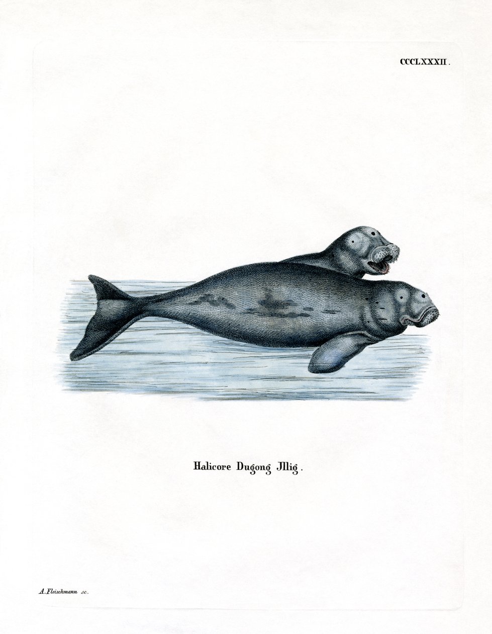 Dugong (renkli gravür) by German School