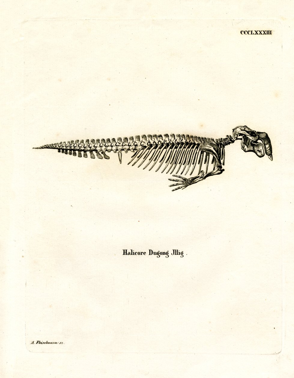 Dugong İskeleti (renkli gravür) by German School