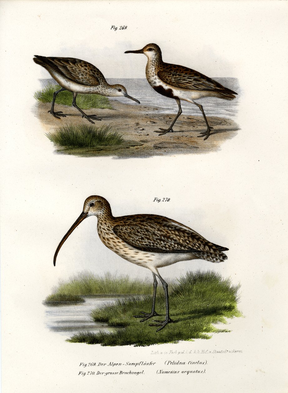 Dunlin, 1864 by German School