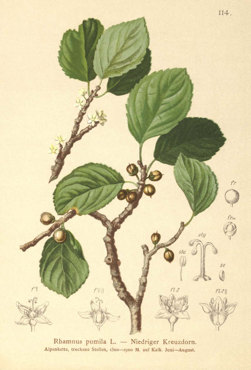 Cüce Cehri (Rhamnus pumila) by German School