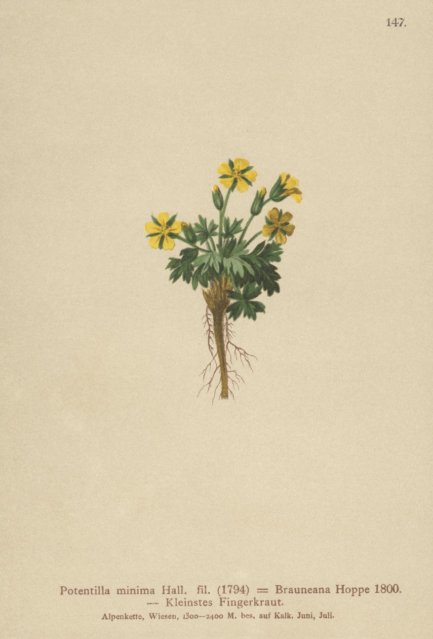 Cüce Cinquefoil (Potentilla minima, Potentilla Brauneana, Potentilla dubia) by German School