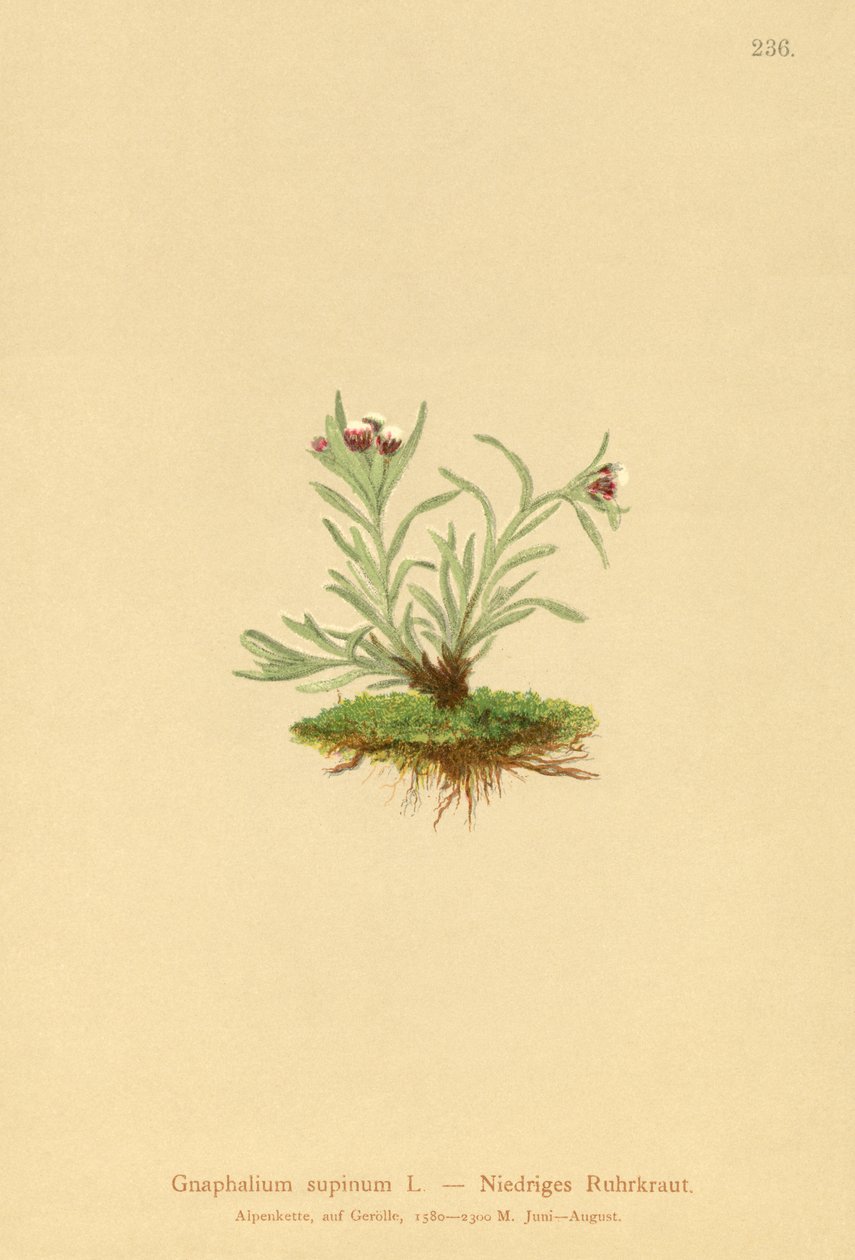 Cüce Cudweed (Gnaphalium supineum) by German School
