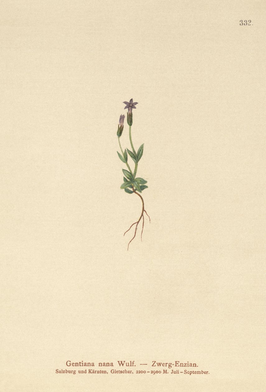 Cüce Gentian (Gentiana nana, Gentianella nana) by German School
