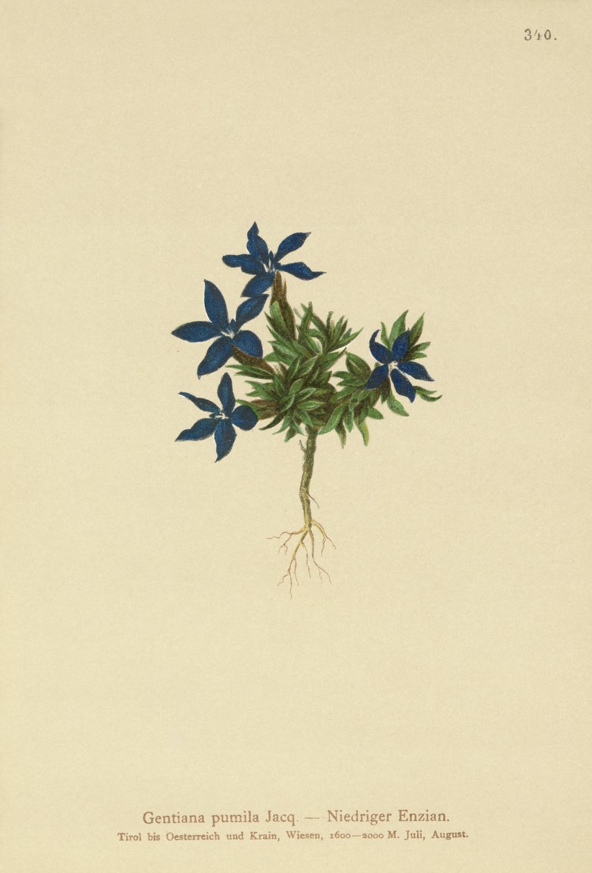 Cüce Gentian (Gentiana pumila) by German School