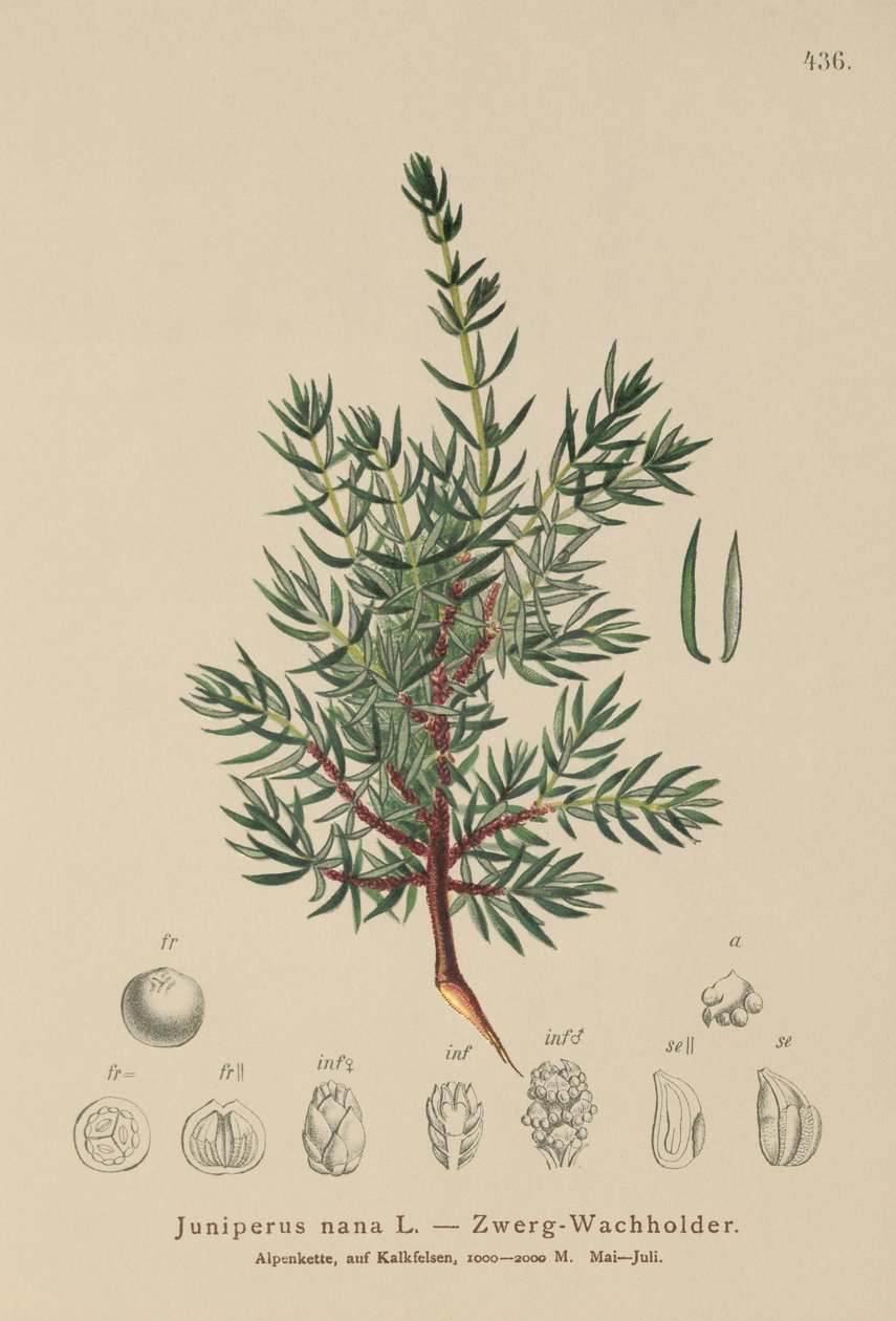 Cüce Ardıç (Juniperus nana, Juniperus communis subsp. nana, Juniperus communis var. saxatilis) by German School