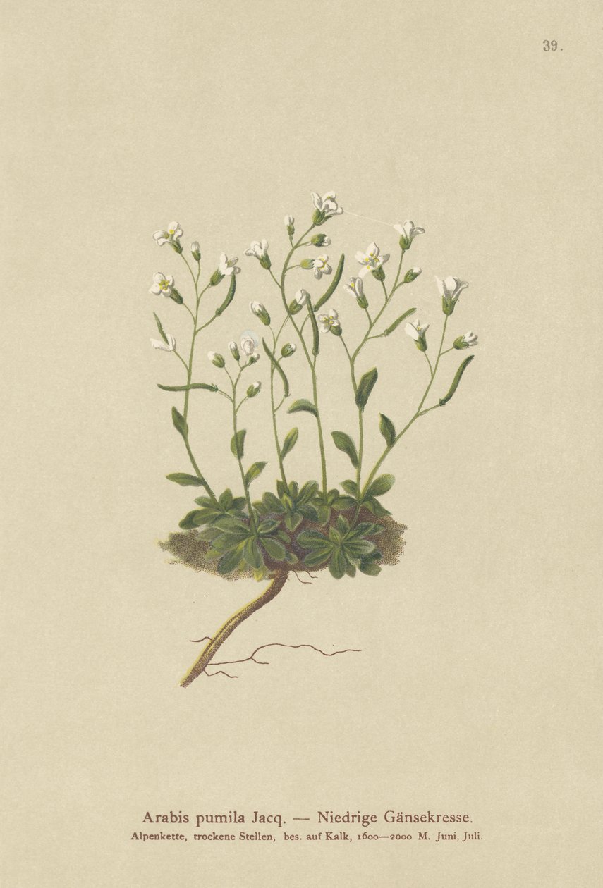 Cüce Tere (Arabis pumila) by German School