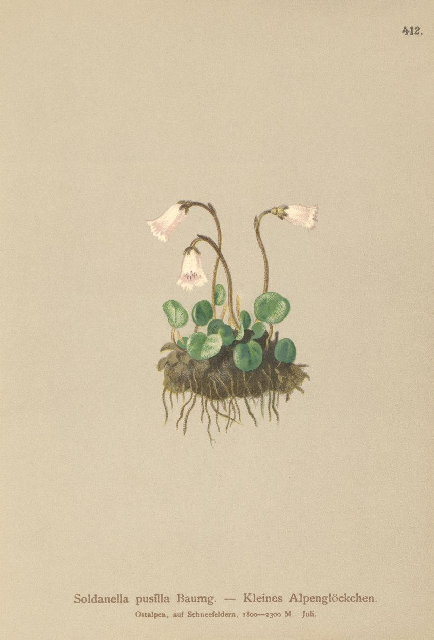 Cüce Kar Çanı (Soldanella pusilla, Soldanella alpicola) by German School