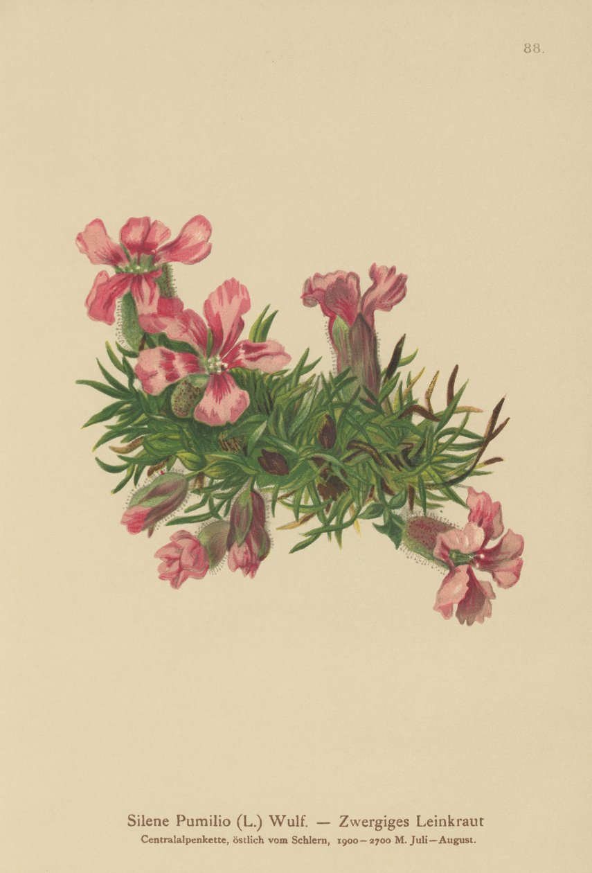 Cüce Çorbası (Silene Pumilio, Saponaria pumilia) by German School