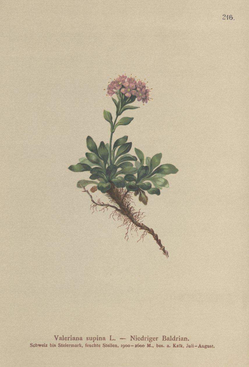 Cüce Kediotu (Valeriana supina) by German School