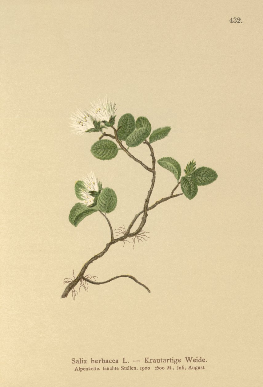 Cüce Söğüt (Salix herbacea) by German School